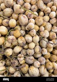 Image result for Lansongammon