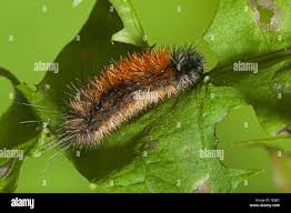 Attēlu rezultāti vaicājumam “Parasemia plantaginis female”