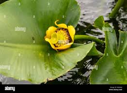 Attēlu rezultāti vaicājumam “Nuphar lutea flower”