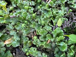 Attēlu rezultāti vaicājumam “Marchantia polymorpha”