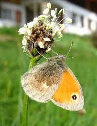Attēlu rezultāti vaicājumam “Coenonympha pamphilus upperside”