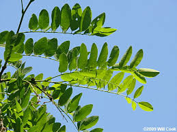 Attēlu rezultāti vaicājumam “Robinia pseudoacacia leaf”