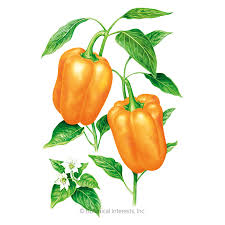 Afbeeldingsresultaat voor orange sun sweet pepper