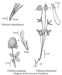 Attēlu rezultāti vaicājumam “Trifolium pratense flower”