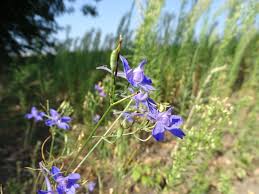 Attēlu rezultāti vaicājumam “Consolida regalis fruit”