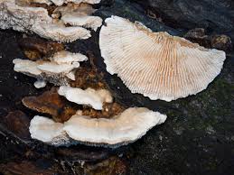 Attēlu rezultāti vaicājumam “Trametes”