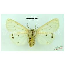 Attēlu rezultāti vaicājumam “Spilosoma lubricipeda”