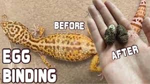 Image result for gravidity leopard gecko