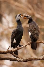 Image result for Phalacrocorax carbo