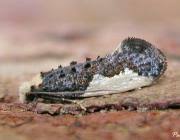 Attēlu rezultāti vaicājumam “Monopis monachella”