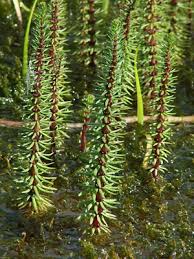 Attēlu rezultāti vaicājumam “Hippuris vulgaris”