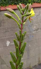 Attēlu rezultāti vaicājumam “Oenothera biennis fruit”