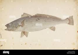 Image result for Argyrosomus japonicus