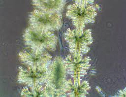 Attēlu rezultāti vaicājumam “Batrachospermum moniliforme”