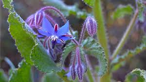 Attēlu rezultāti vaicājumam “Borago officinalis”