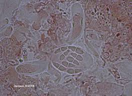 Attēlu rezultāti vaicājumam “Fellhanera subtilis”