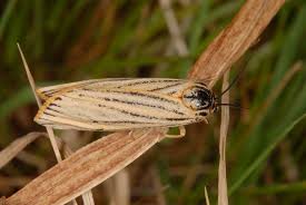 Attēlu rezultāti vaicājumam “Spiris striata”