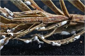 Attēlu rezultāti vaicājumam “Didymium difforme macro”