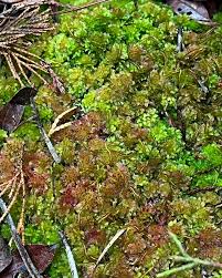 Attēlu rezultāti vaicājumam “Sphagnum girgensohnii”