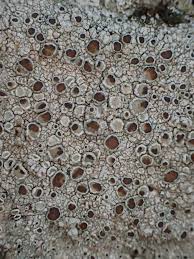 Attēlu rezultāti vaicājumam “Lecanora argentata”