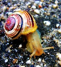 Attēlu rezultāti vaicājumam “Cepaea hortensis”