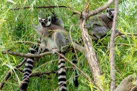 lemur ile ilgili görsel sonucu