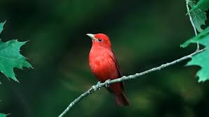 Image result for Piranga rubra