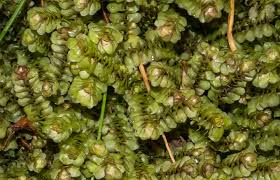 Attēlu rezultāti vaicājumam “Scapania nemorea”