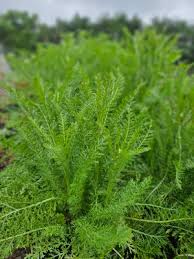 Attēlu rezultāti vaicājumam “Achillea millefolium leaf”