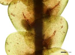 Attēlu rezultāti vaicājumam “Frullania tamarisci”