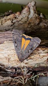 Attēlu rezultāti vaicājumam “Fuligo licentii”