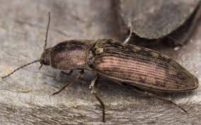 Attēlu rezultāti vaicājumam “Actenicerus sjaelandicus”