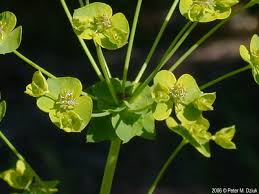 Attēlu rezultāti vaicājumam “Euphorbia virgata flower”