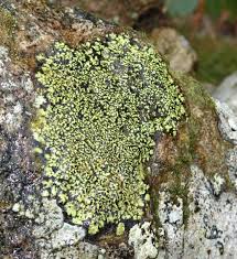 Attēlu rezultāti vaicājumam “Rhizocarpon geographicum”