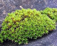 Attēlu rezultāti vaicājumam “Syntrichia”