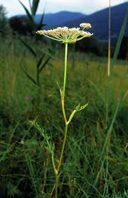 Attēlu rezultāti vaicājumam “Peucedanum palustre”