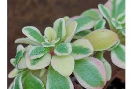 Image result for Aichryson