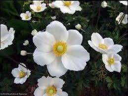 Attēlu rezultāti vaicājumam “Anemone sylvestris”