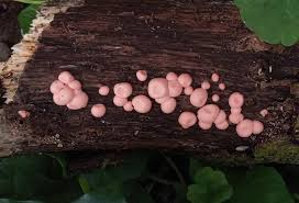 Attēlu rezultāti vaicājumam “Tubiferaceae”