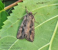 Attēlu rezultāti vaicājumam “Lacanobia suasa”