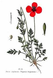 Attēlu rezultāti vaicājumam “Papaver argemone flower”