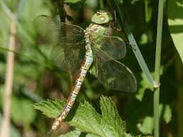 Attēlu rezultāti vaicājumam “Aeshna viridis”