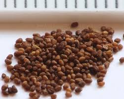 Attēlu rezultāti vaicājumam “Nicotiana tabacum fruit”