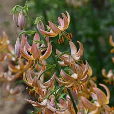 Attēlu rezultāti vaicājumam “Lilium martagon fruit”