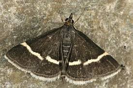 Attēlu rezultāti vaicājumam “Pyrausta cingulata”