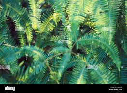 Attēlu rezultāti vaicājumam “Pteropsida”