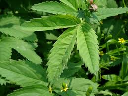 Attēlu rezultāti vaicājumam “Comarum palustre leaf”