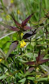 Attēlu rezultāti vaicājumam “Melampyrum sylvaticum”