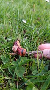 Attēlu rezultāti vaicājumam “Cossus cossus”