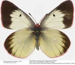 Attēlu rezultāti vaicājumam “Colias palaeno female”